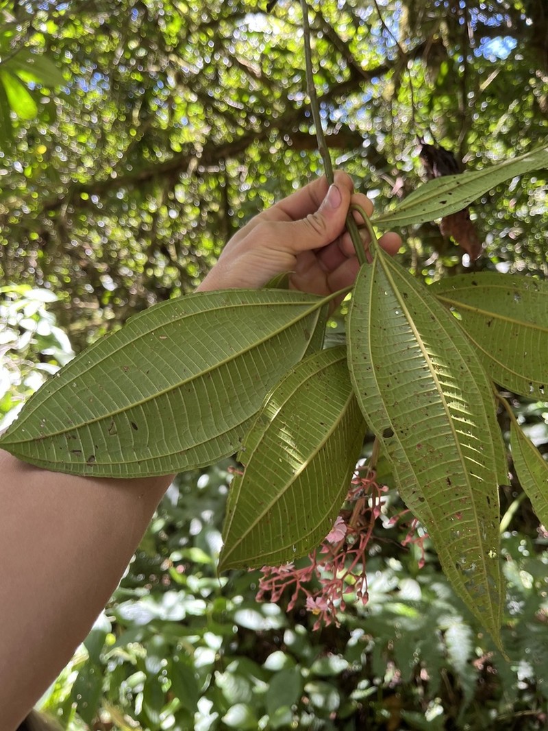 Miconia rhodopetala photo 3