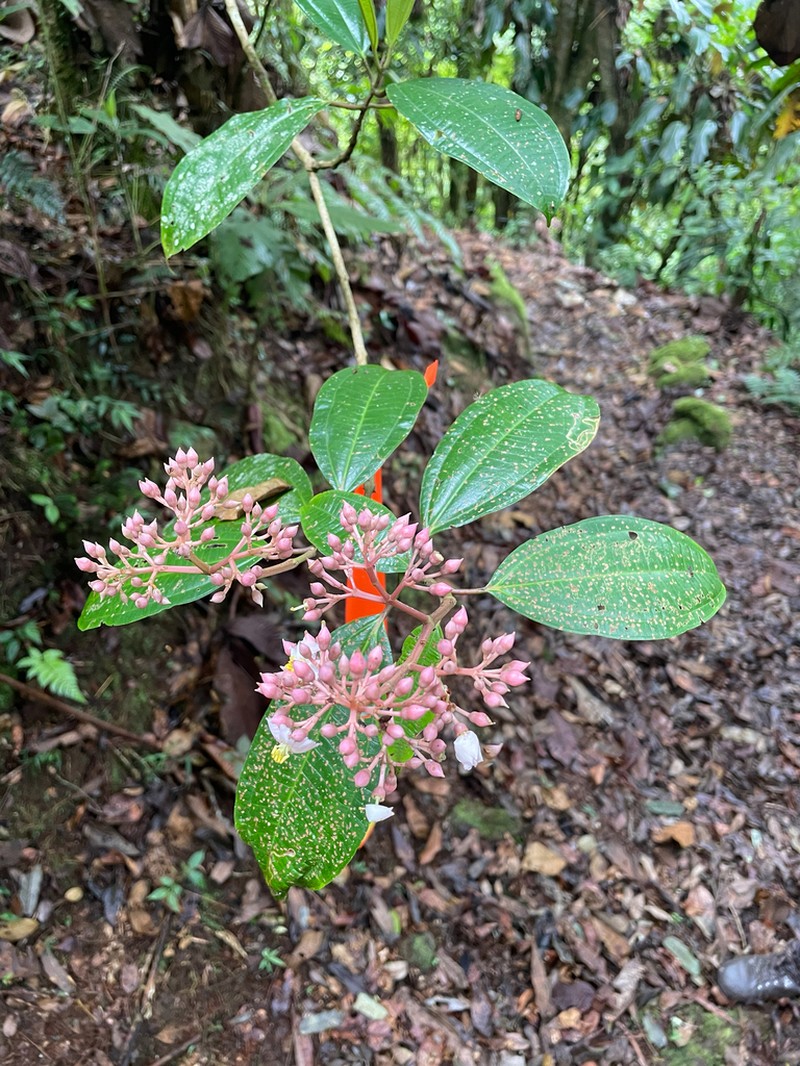 Miconia rhodopetala photo 4