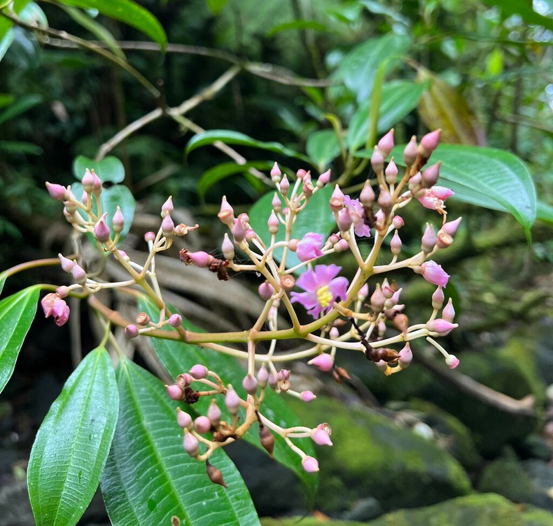 Miconia rhodopetala photo 5