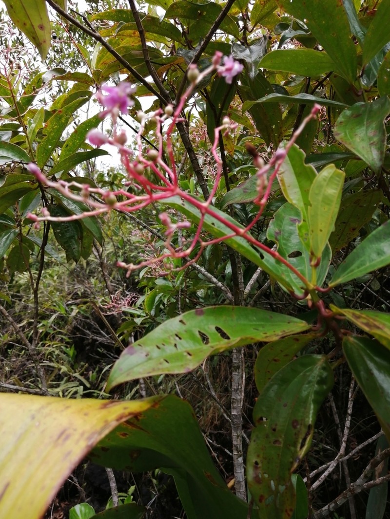 Miconia rhodopetala photo 6