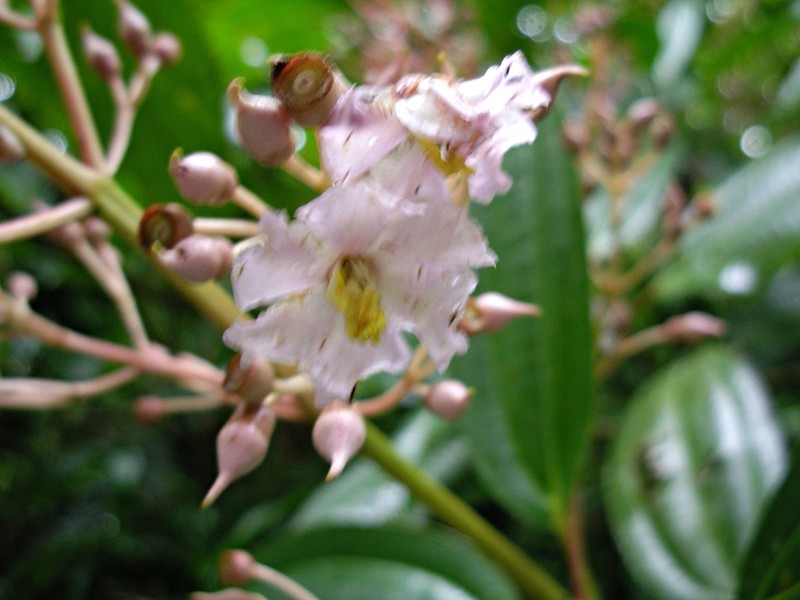 Miconia rhodopetala photo 7