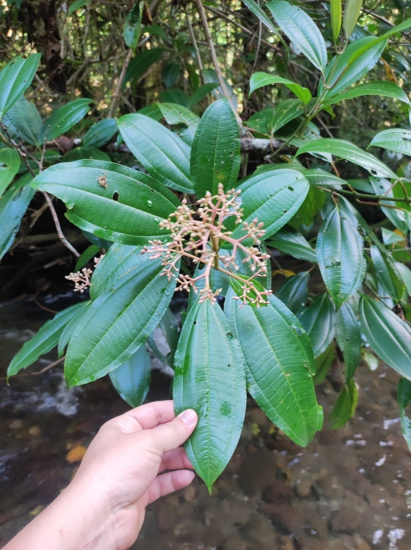 Miconia rhodopetala photo 8