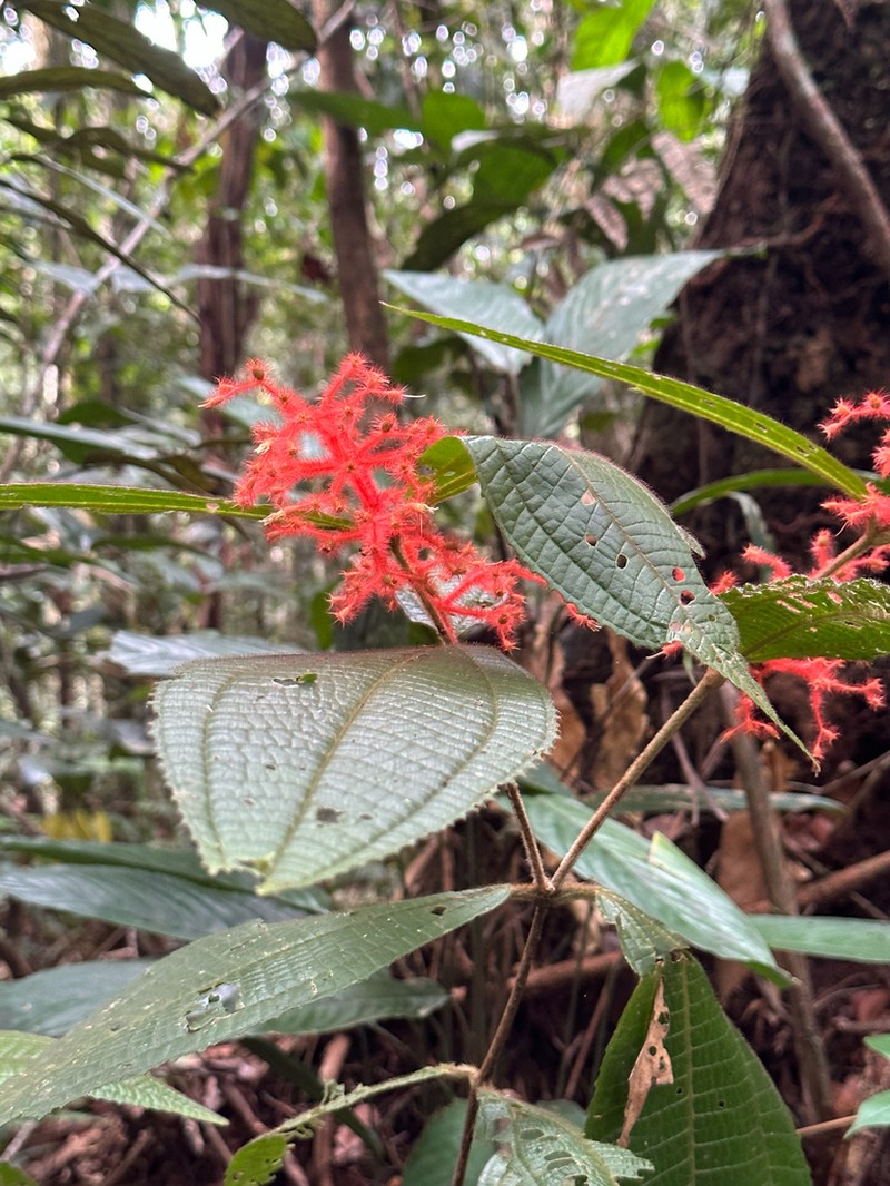 Miconia rhodopogon