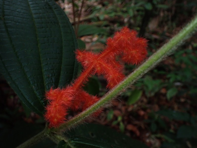 Miconia rhodopogon photo 2