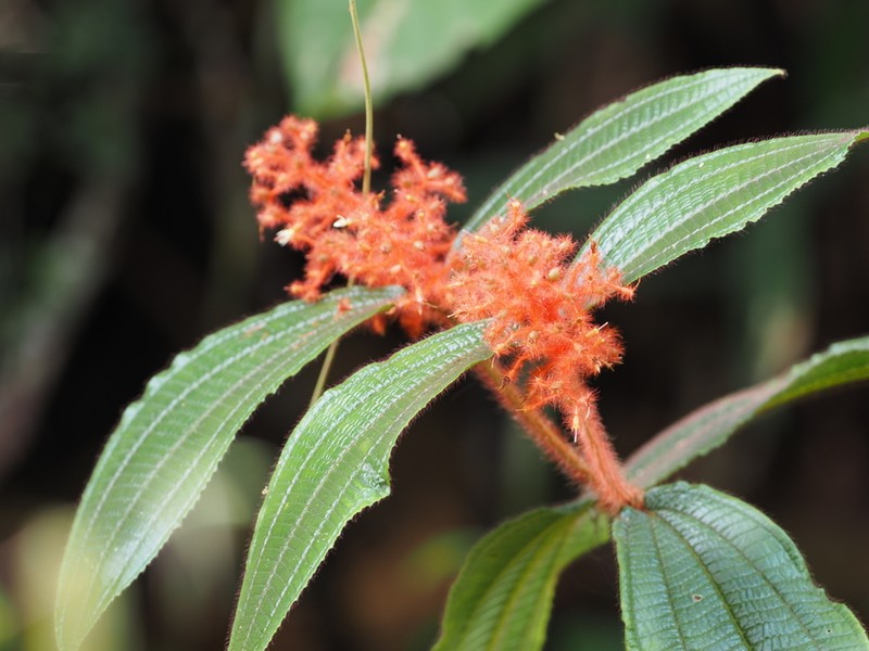 Miconia rhodopogon photo 3