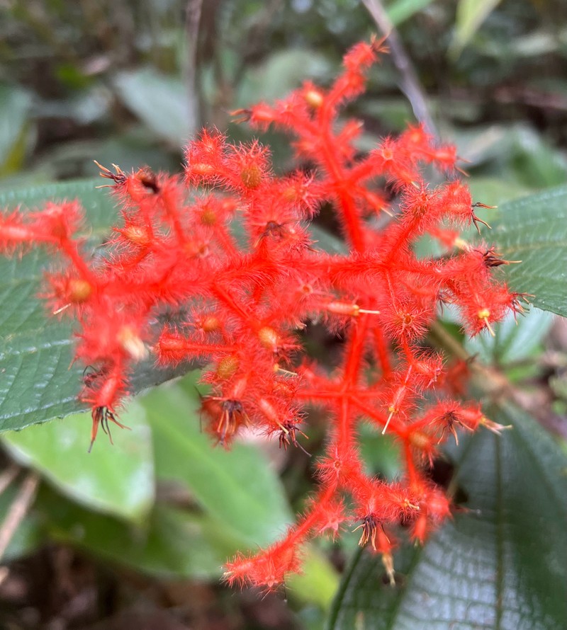 Miconia rhodopogon photo 4