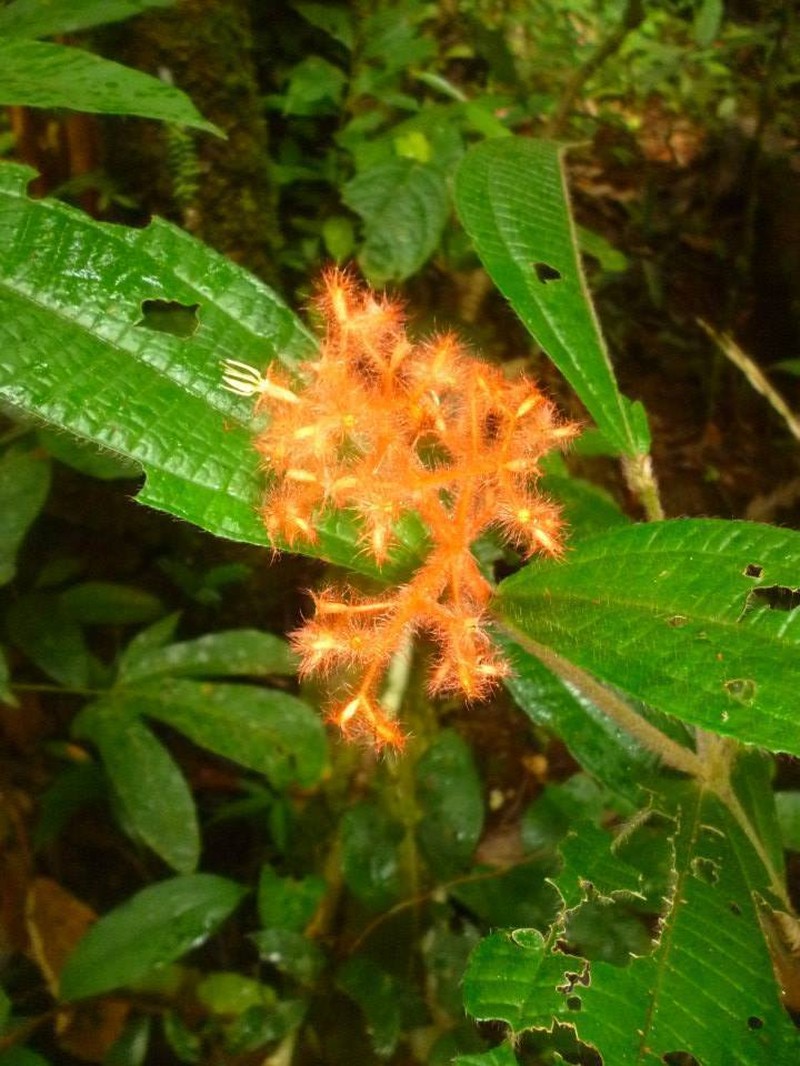 Miconia rhodopogon photo 5