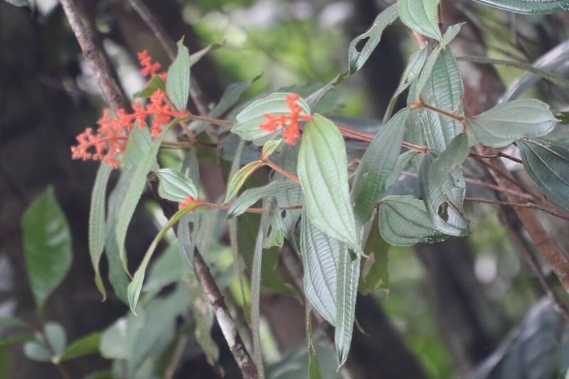 Miconia rhodopogon photo 6