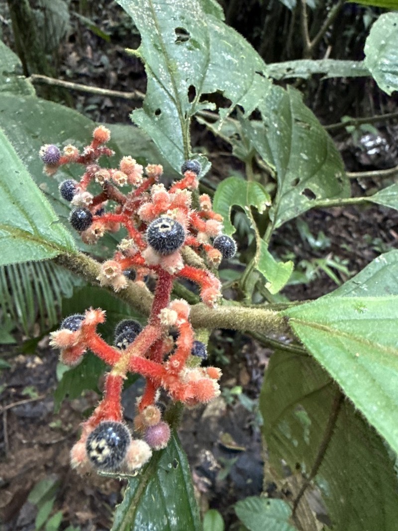 Miconia rhodopogon photo 7