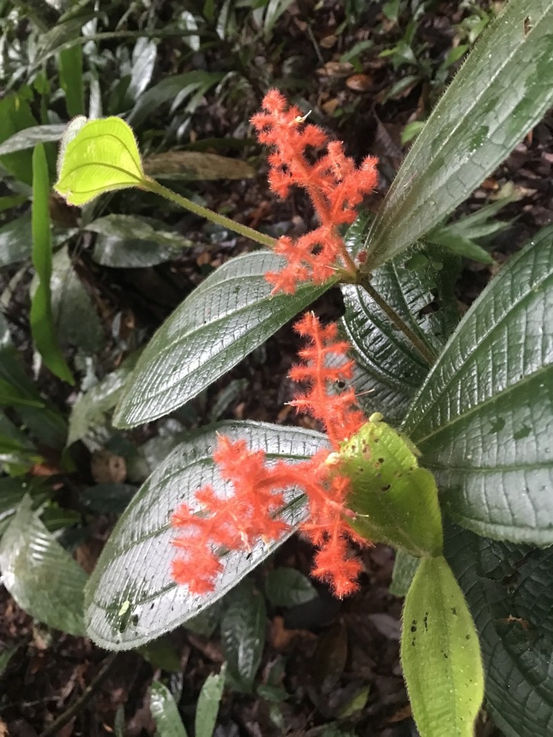 Miconia rhodopogon photo 8