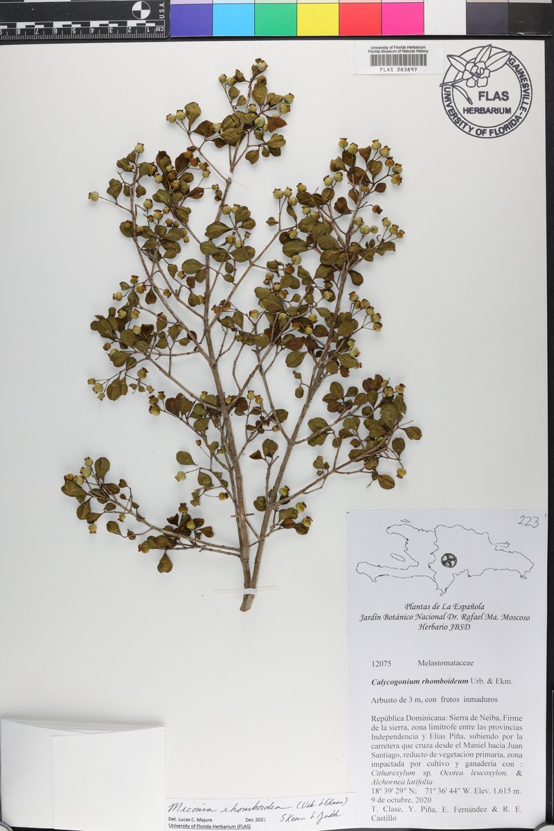 Miconia rhomboidea