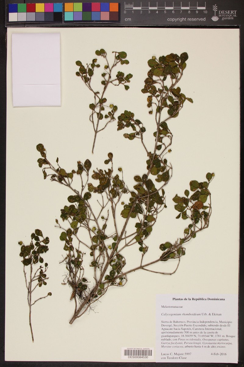 Miconia rhomboidea photo 2