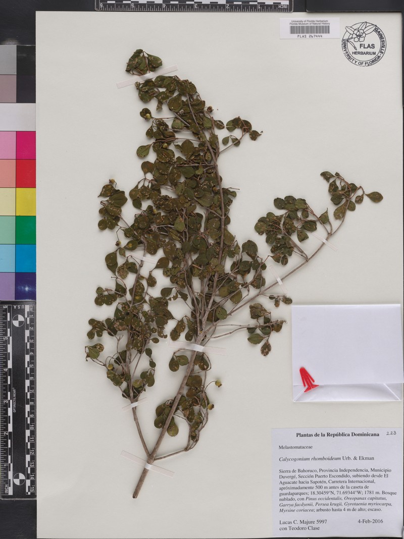 Miconia rhomboidea photo 3