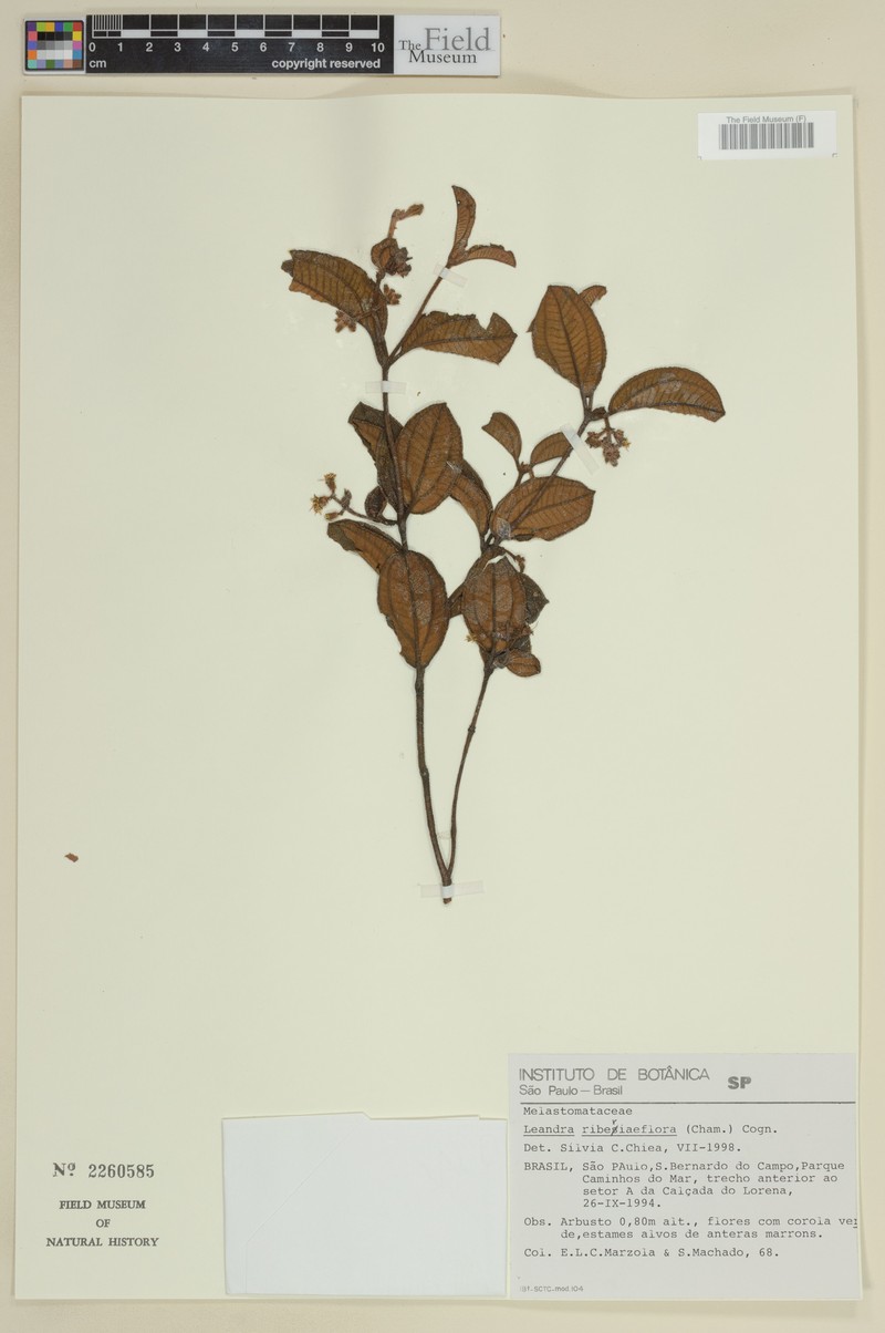Miconia ribesiiflora