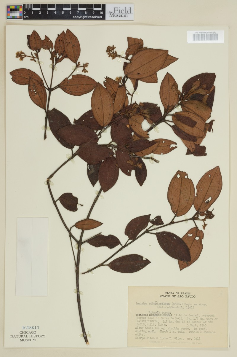 Miconia ribesiiflora photo 2