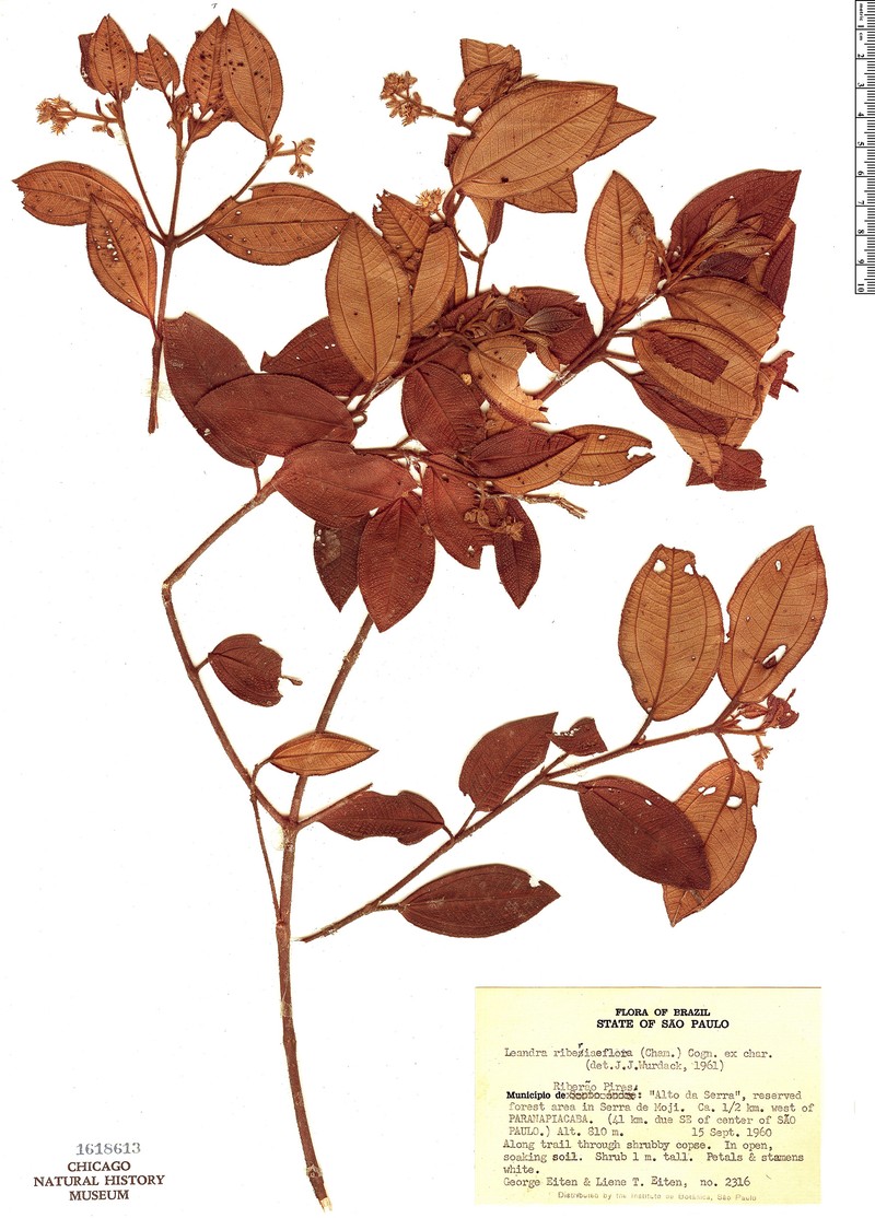 Miconia ribesiiflora photo 3