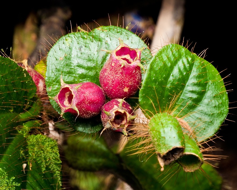 Miconia richardsprucei