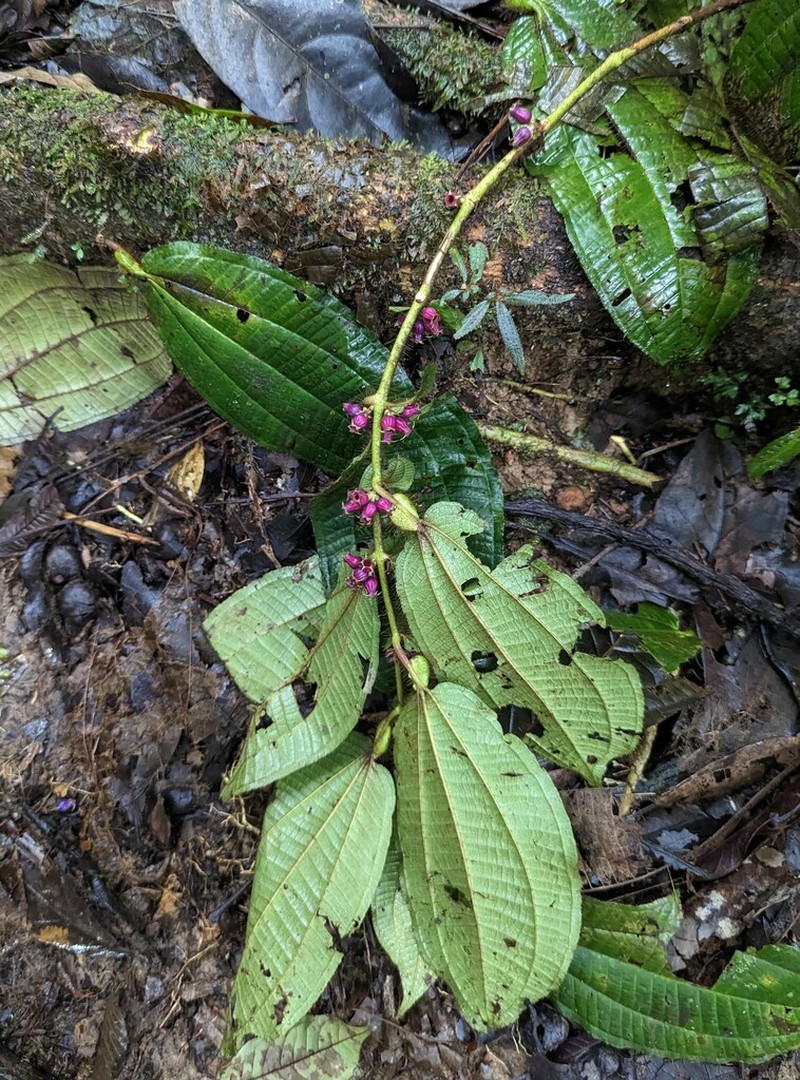 Miconia richardsprucei photo 3