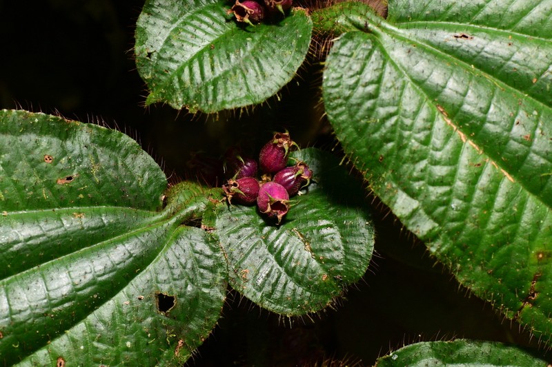 Miconia richardsprucei photo 4