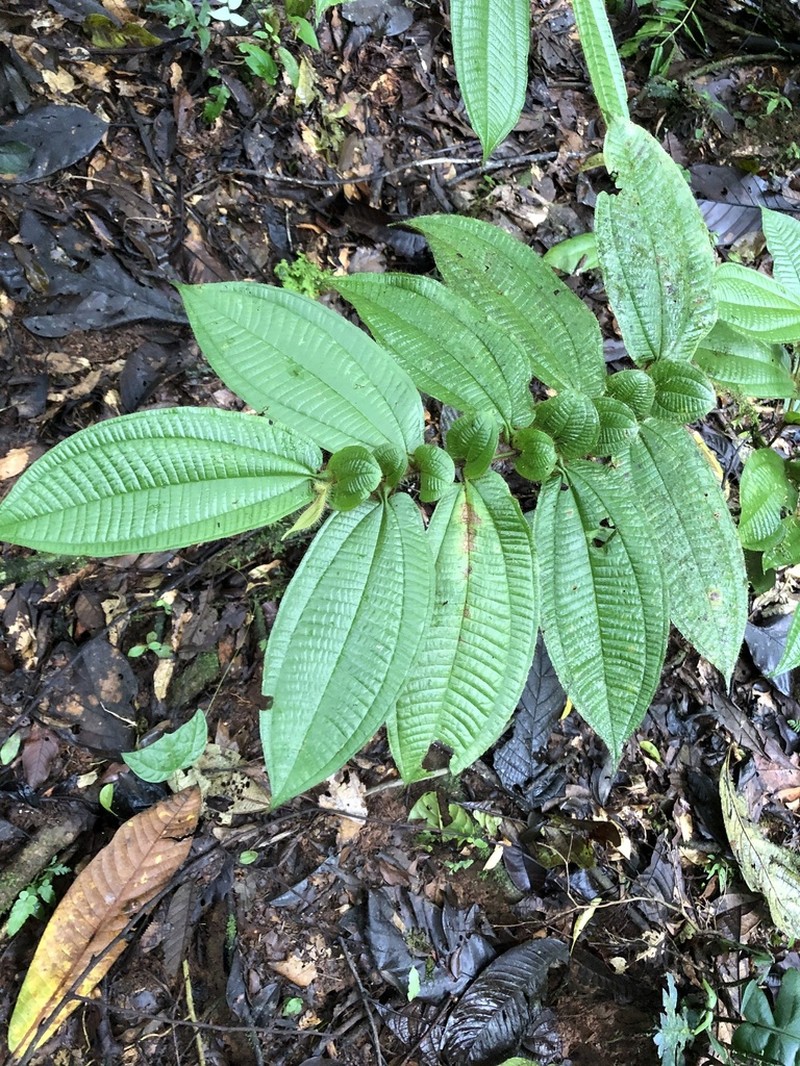 Miconia richardsprucei photo 5