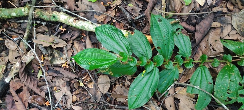 Miconia richardsprucei photo 6