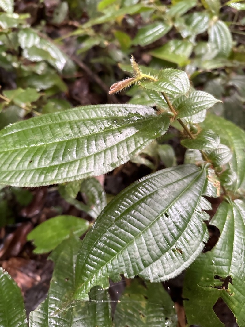 Miconia richardsprucei photo 7