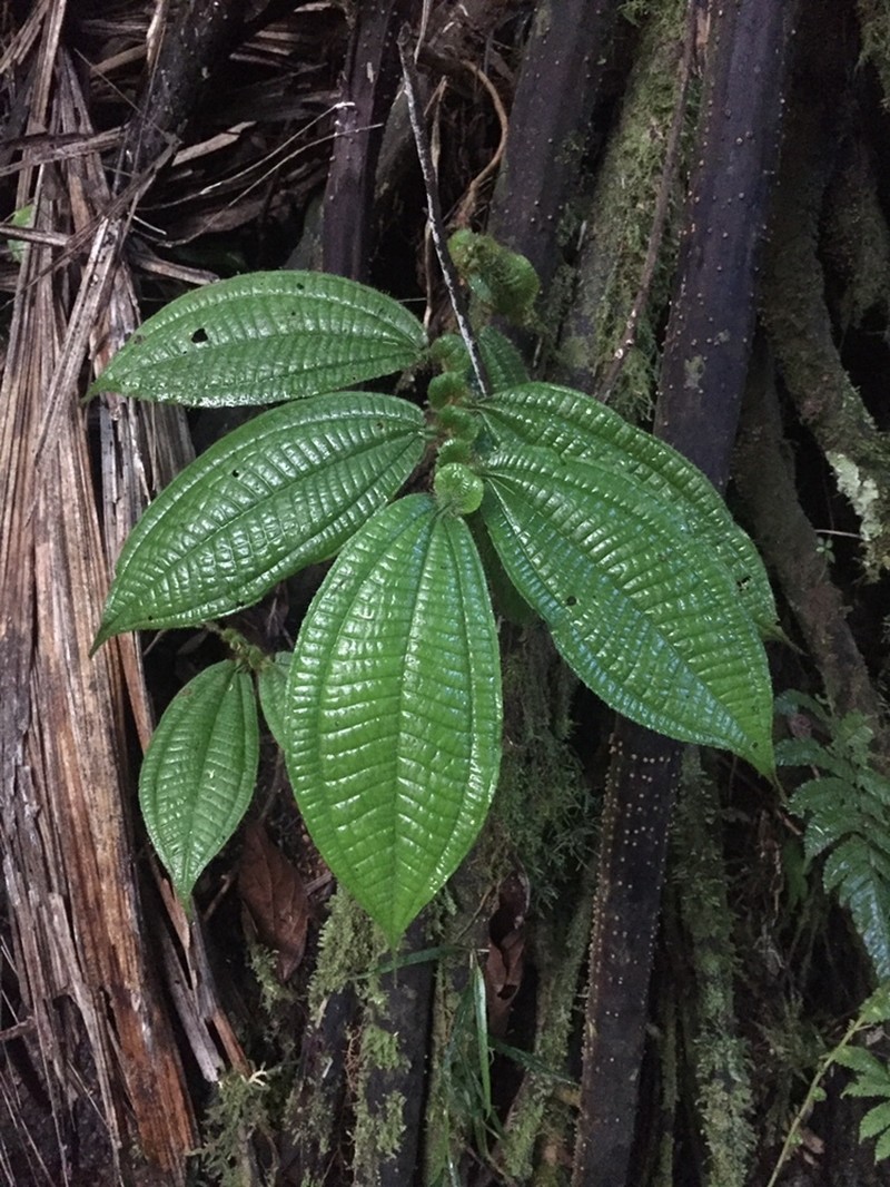 Miconia richardsprucei photo 8