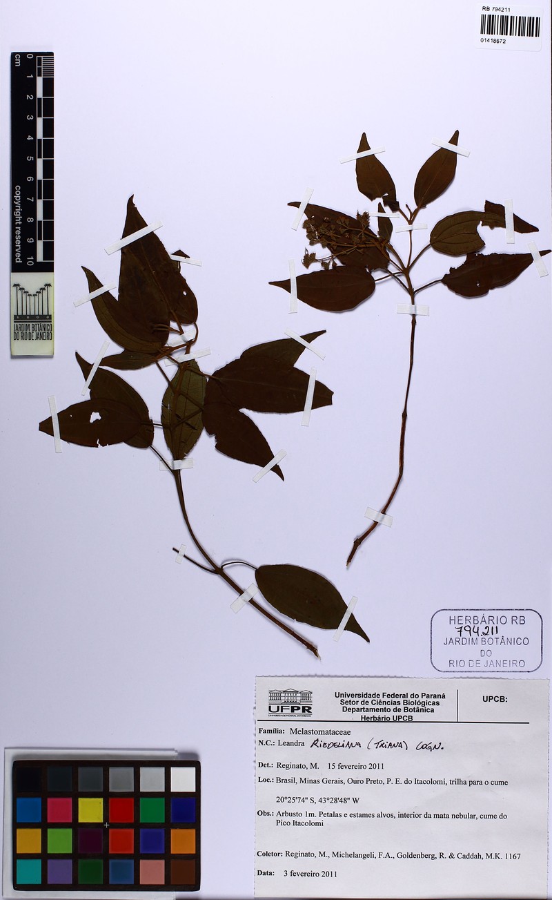 Miconia riedeliana