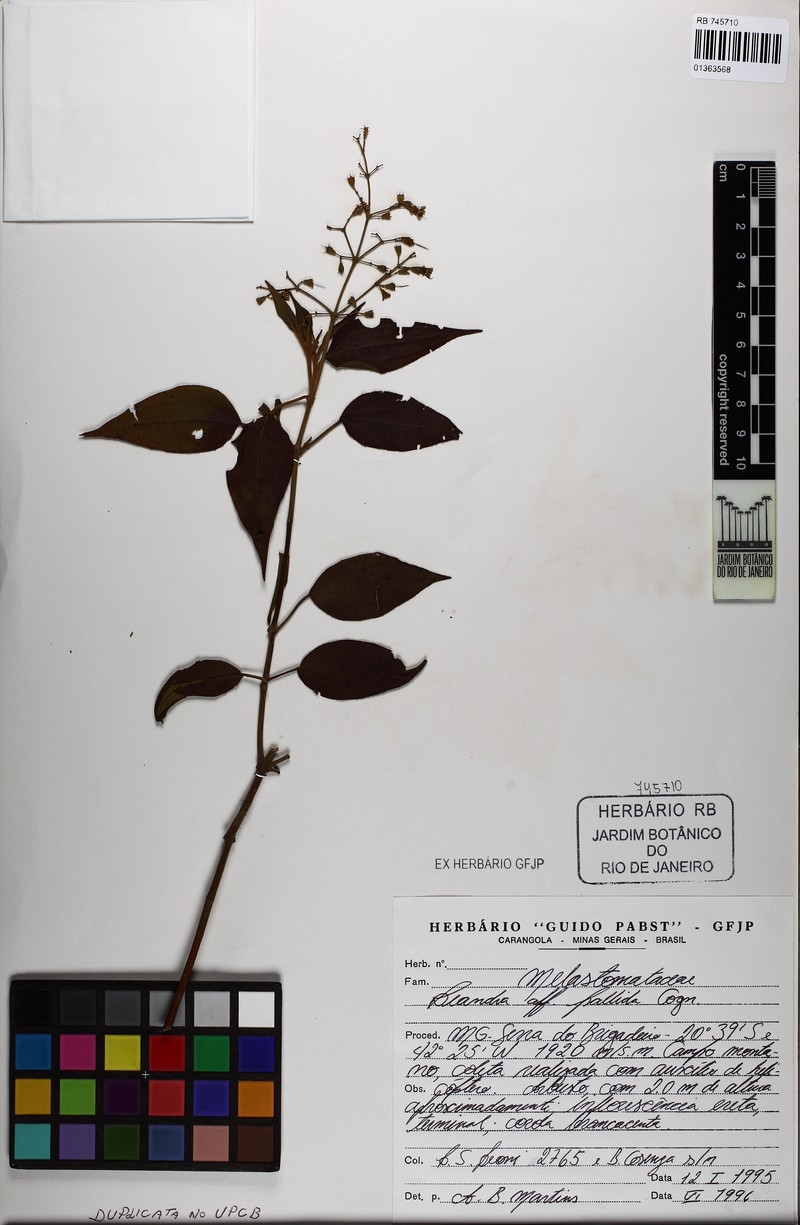 Miconia riedeliana photo 2