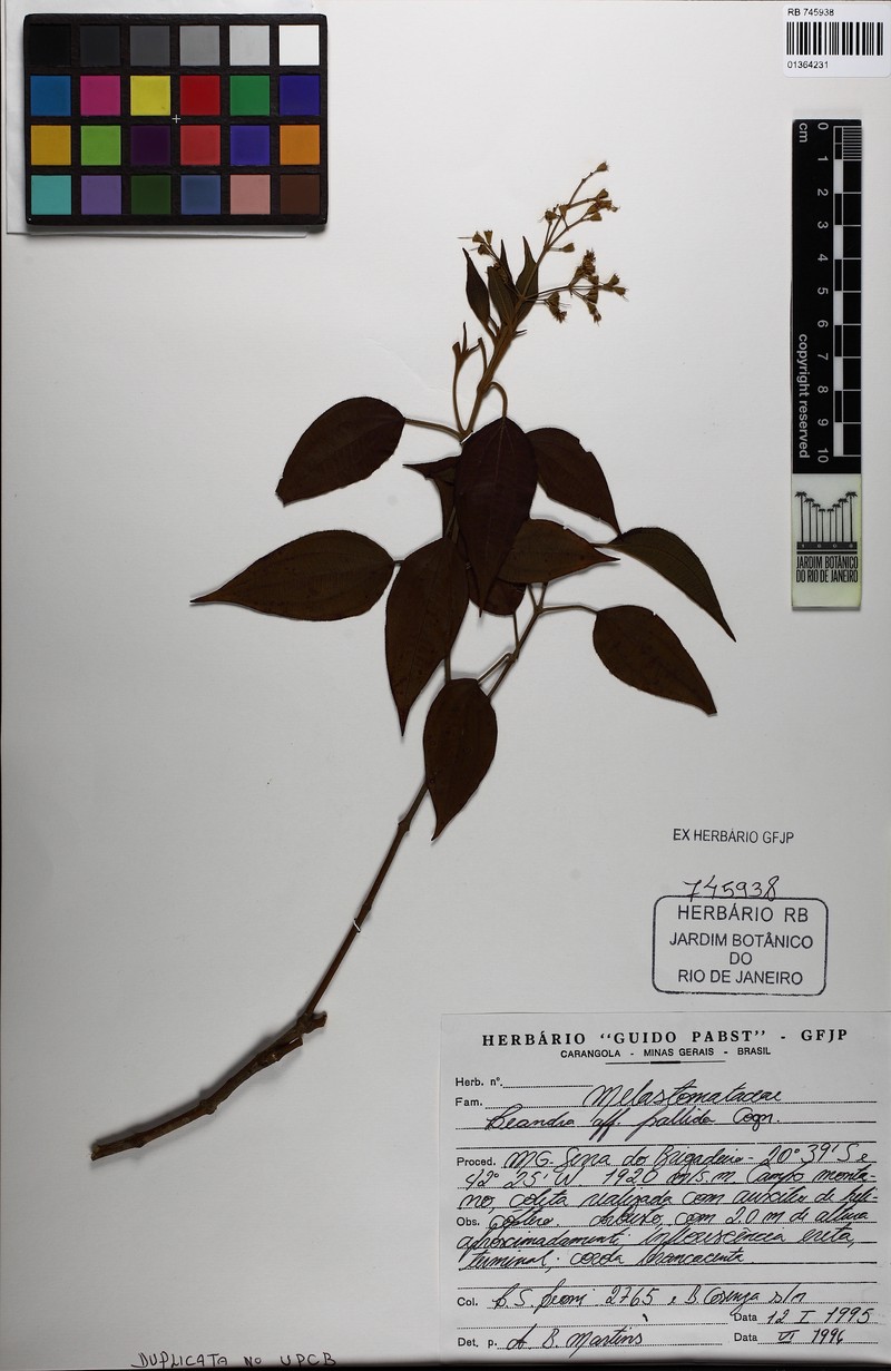 Miconia riedeliana photo 3