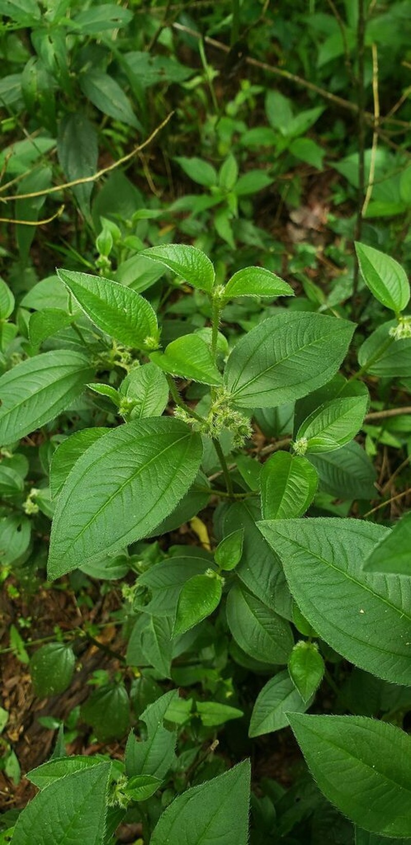 Miconia riograndensis