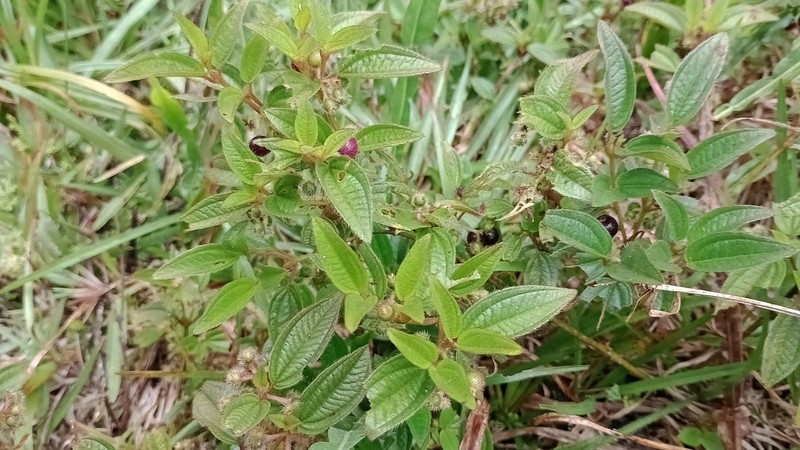 Miconia riograndensis photo 2