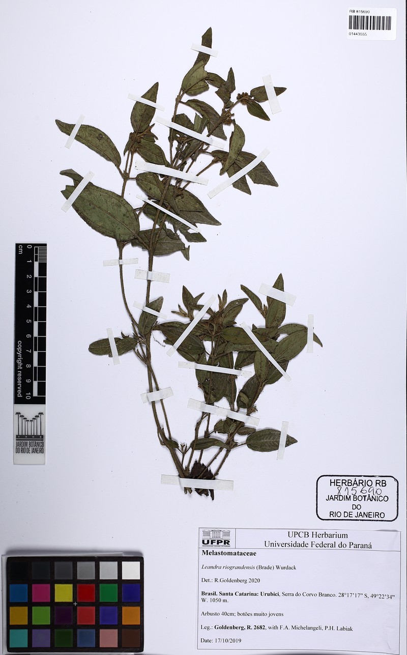 Miconia riograndensis photo 3