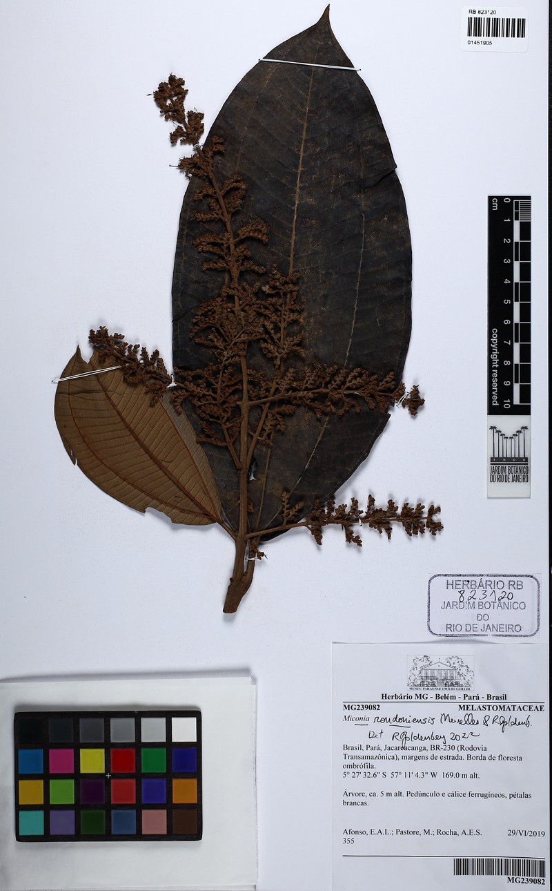 Miconia rondoniensis