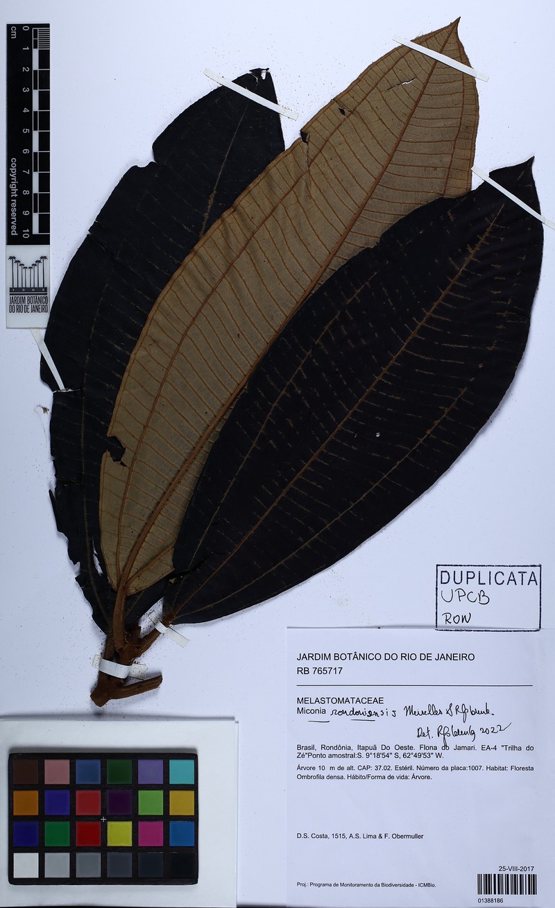 Miconia rondoniensis photo 3