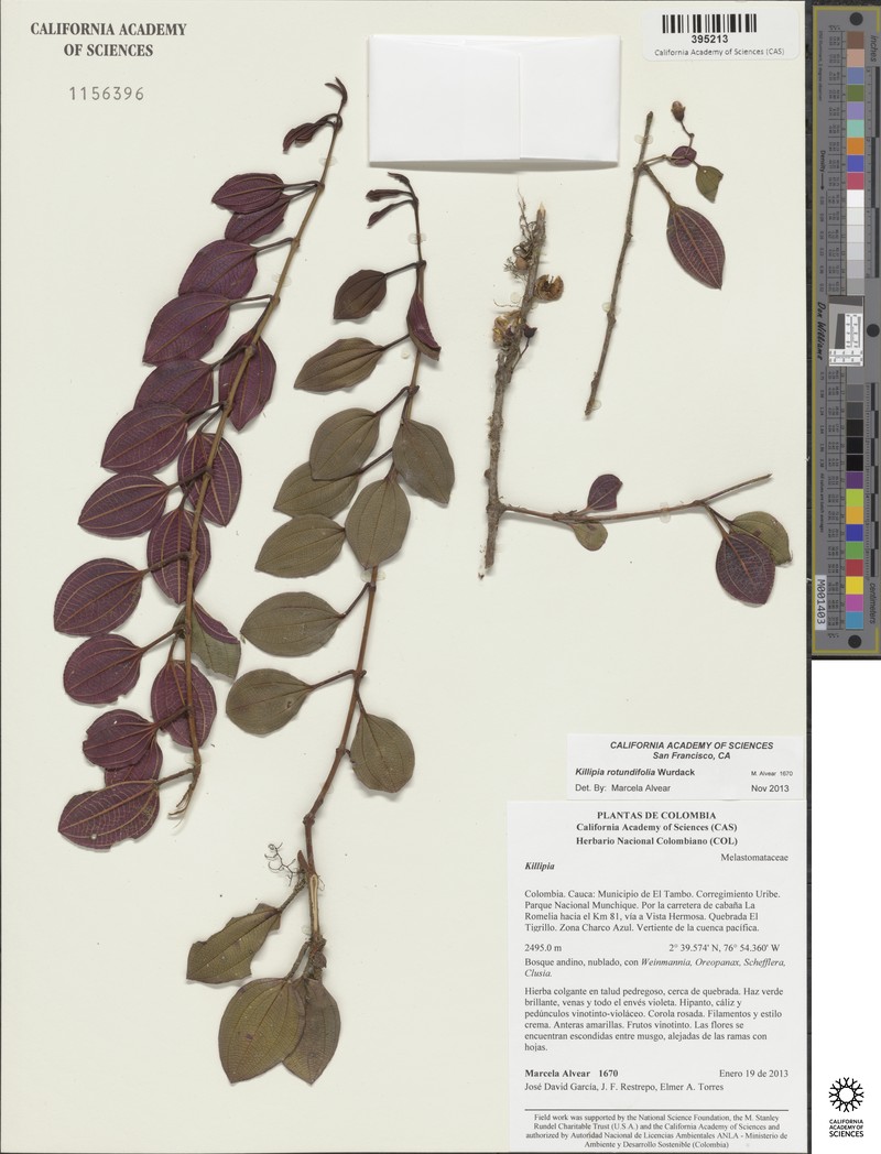 Miconia roseopetala