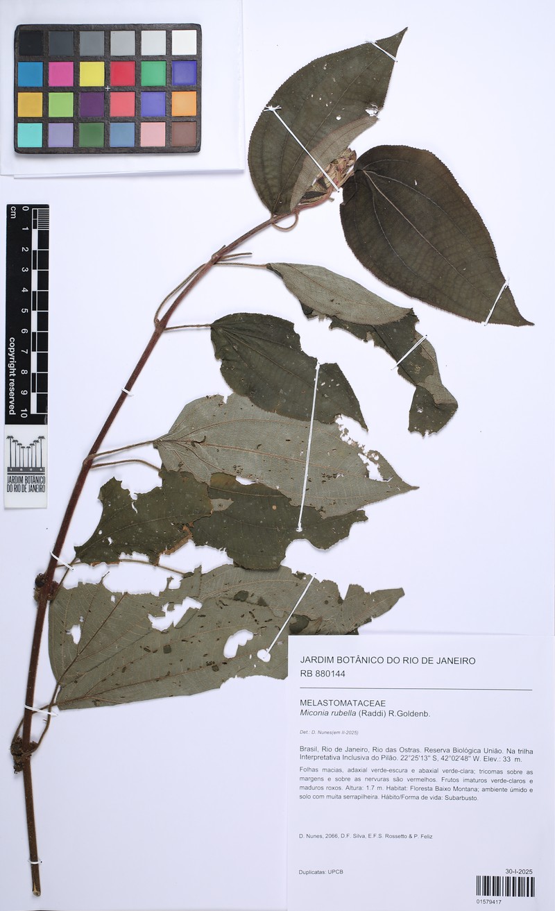 Miconia rubella