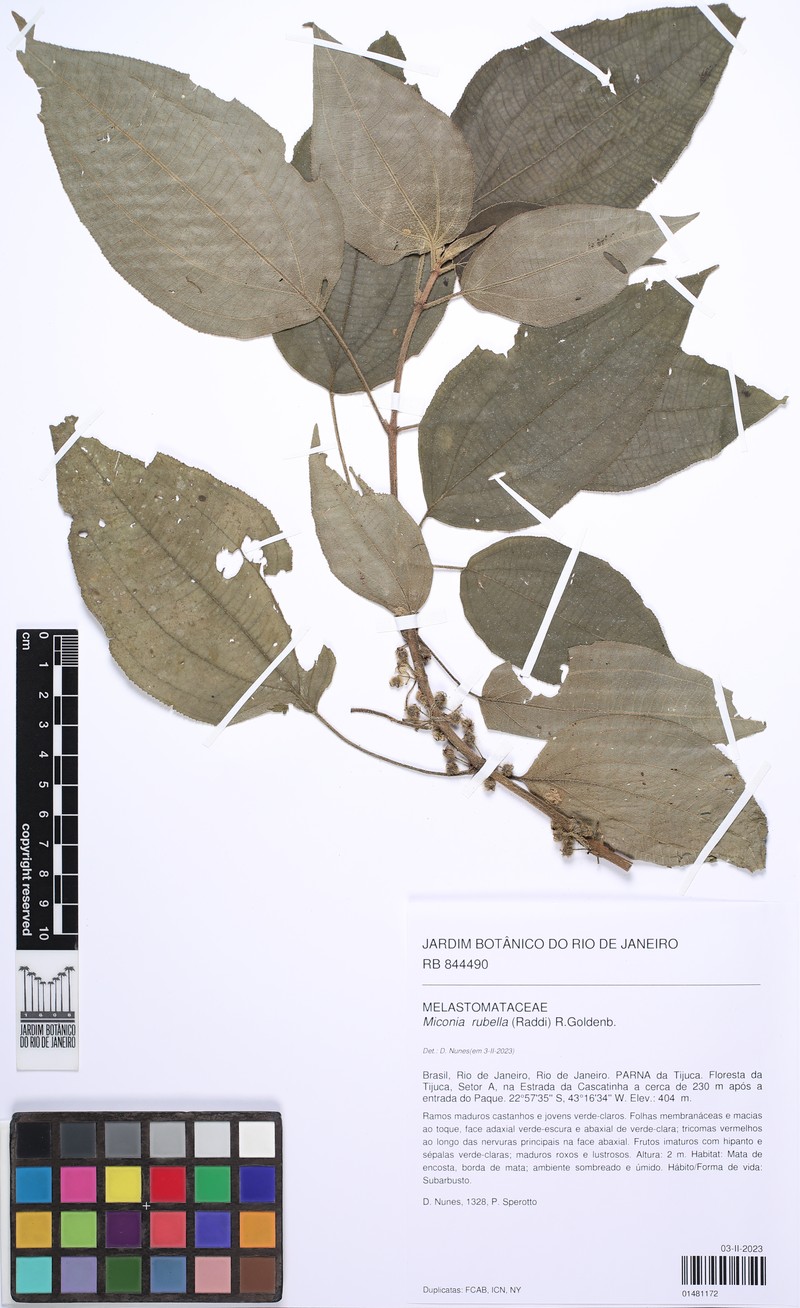Miconia rubella photo 2