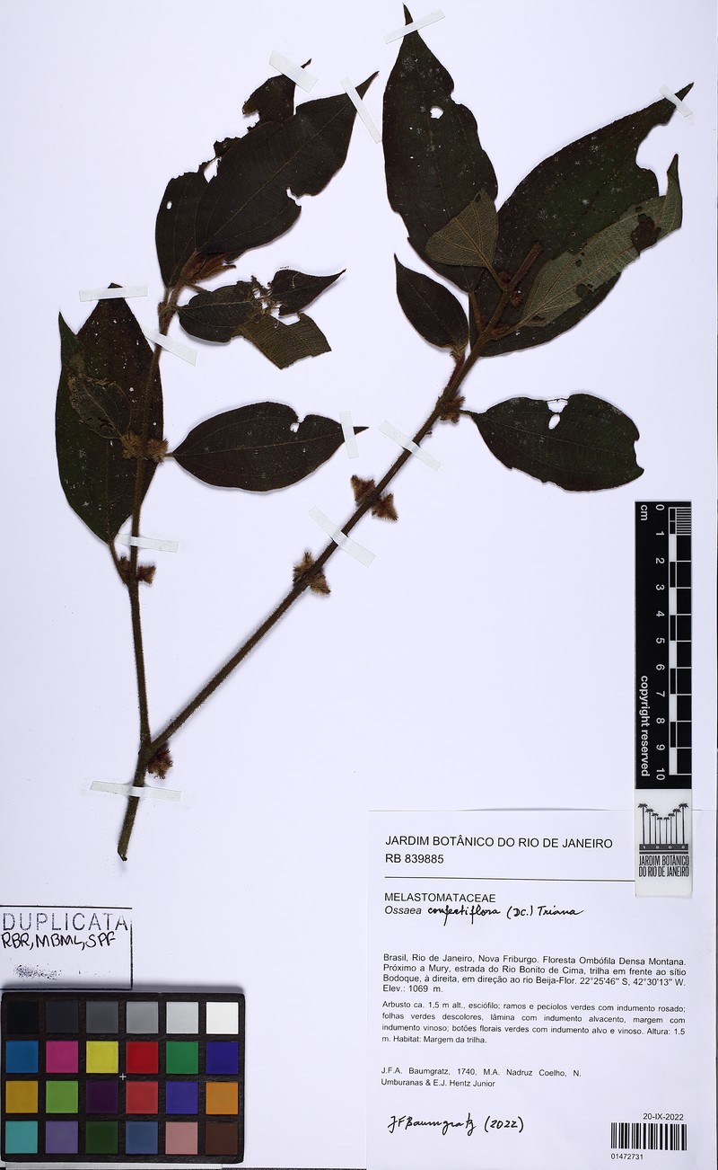 Miconia rubella photo 4