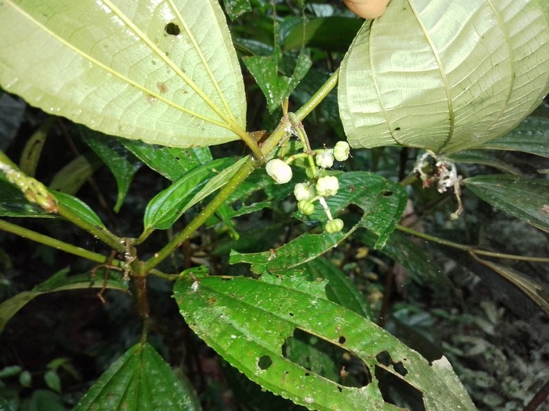 Miconia rubescens