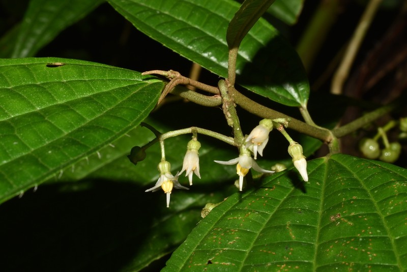 Miconia rubescens photo 2
