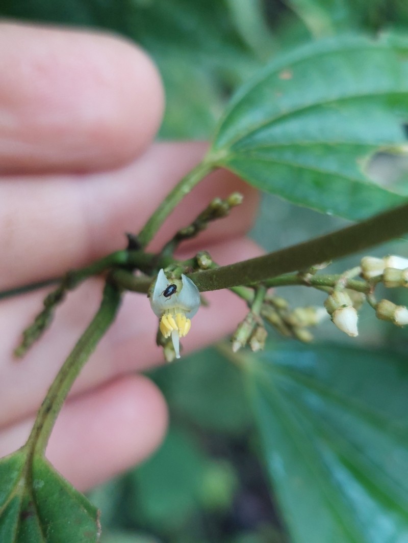 Miconia rubescens photo 3