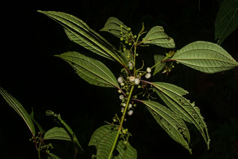Miconia rubescens photo 4