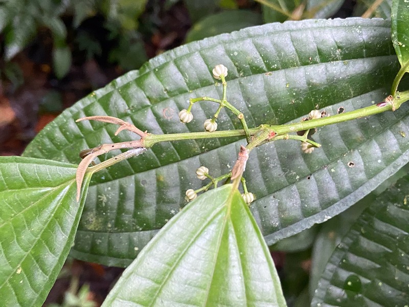 Miconia rubescens photo 5
