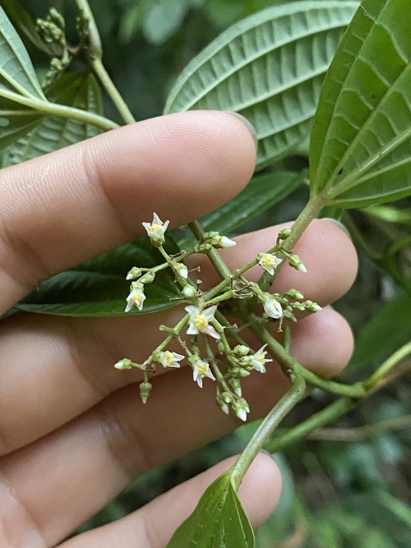 Miconia rubescens photo 6