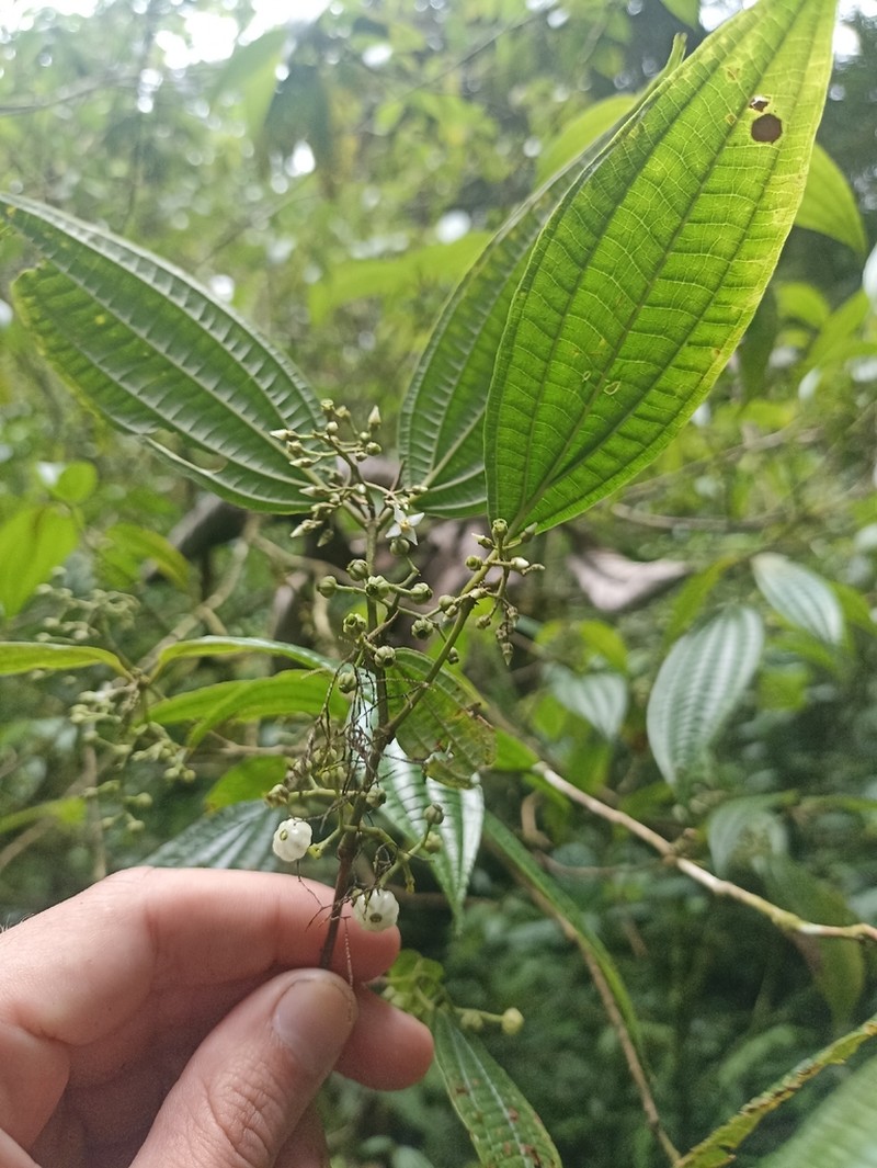 Miconia rubescens photo 7