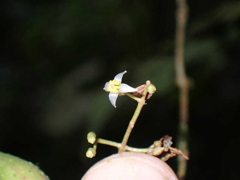 Miconia rubescens photo 8