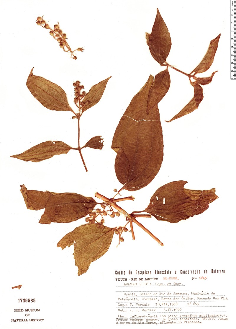 Miconia rubida