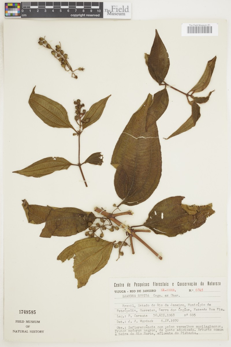 Miconia rubida photo 2