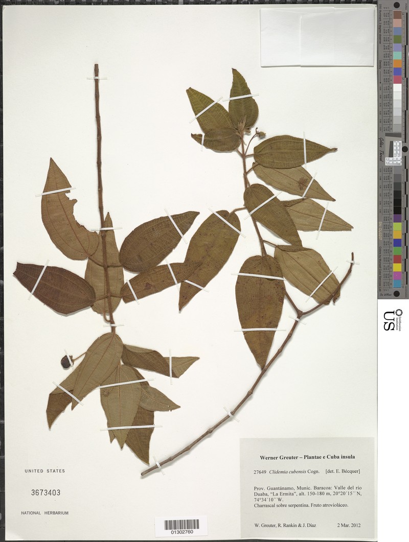 Miconia rubrinervis
